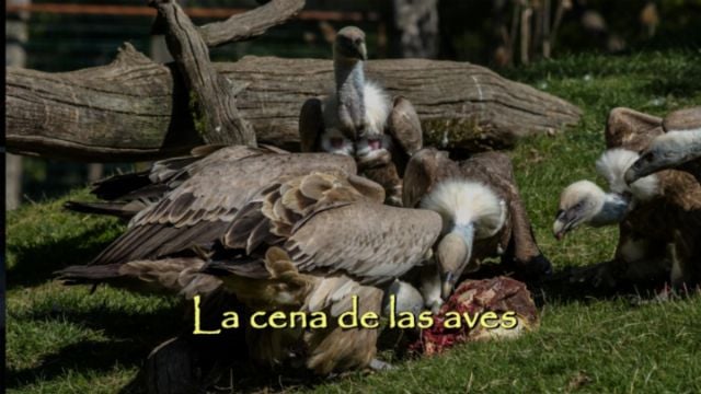 La cena de las aves